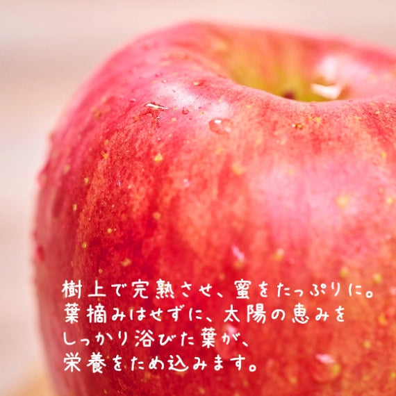 【予約販売】究極の蜜入りりんご こみつ