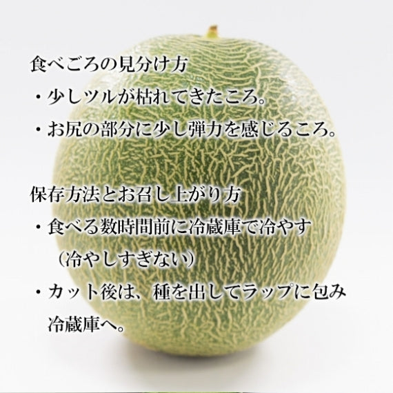 熊本産メロン 肥後グリーン