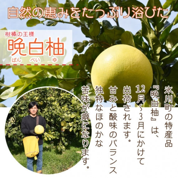 贈り物にもおすすめ】晩白柚サンダー24本 夏のさっぱりドリンク