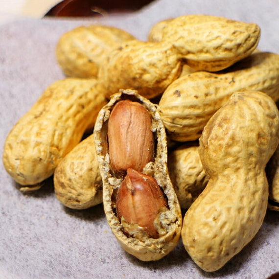 房総千葉県産八街産殻付き落花生ギフト（240g）×2袋【お歳暮2024】【スイーツ・洋菓子・和菓子】