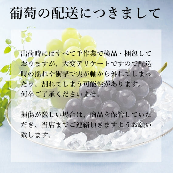 長野産葡萄　ナガノパープル