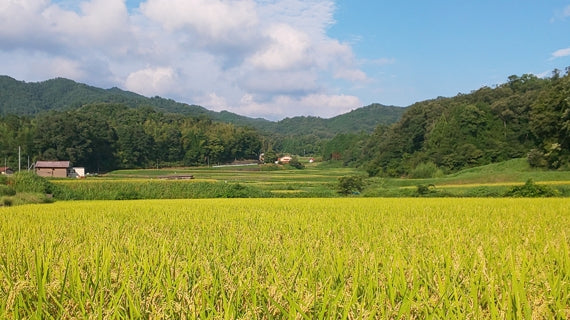 【令和７年産】「出雲國　仁多米」5kg×2袋　自然の恵みと徹底した品質管理【送料込】