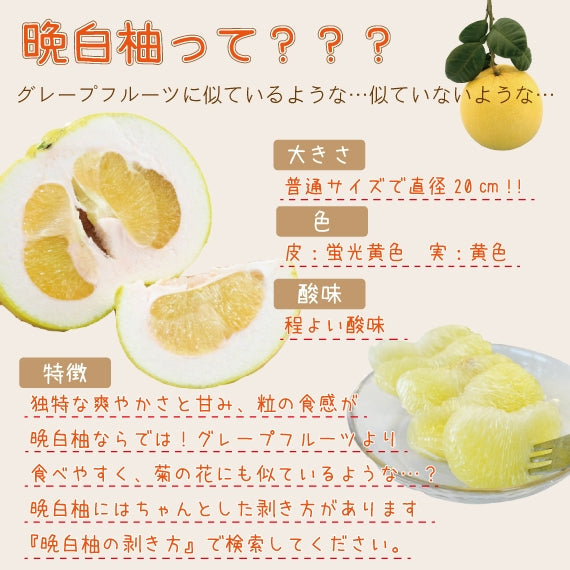 熊本県産 晩白柚 サイズおまかせ 4〜6玉 約8kg