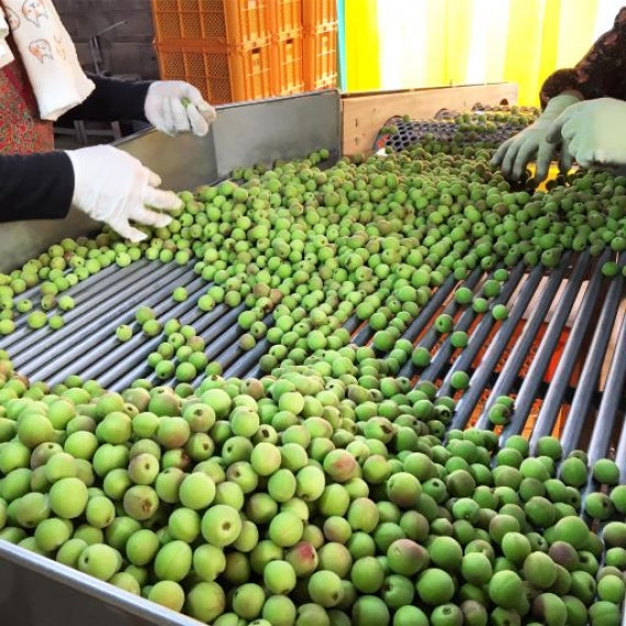 上州産　かりかり小梅　100ｇ