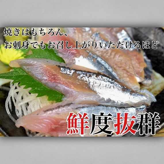 【旬 鮮度抜群】北海道産 お刺身生サンマ 10尾・20尾　送料無料※沖縄は別途1800円（入荷次第発送） 秋刀魚 さんま トロ秋刀魚
