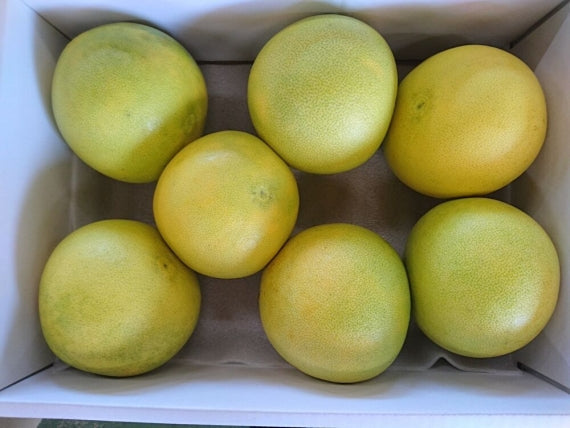 お手頃 【秋の文旦】【温室育ちの水晶文旦】3キロ（7個）Lサイズ「送料込一部地域を除く」