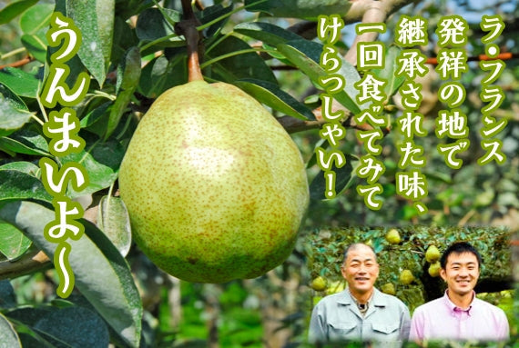 有袋栽培 完熟ラ・フランス　2kg（7~8玉）化粧箱詰め★発送は11月上旬から★