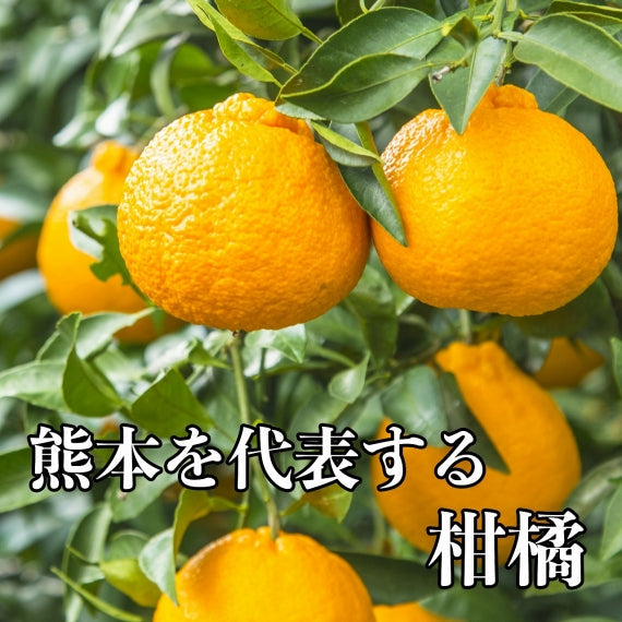 【予約販売】熊本産他　デコポン(不知火)