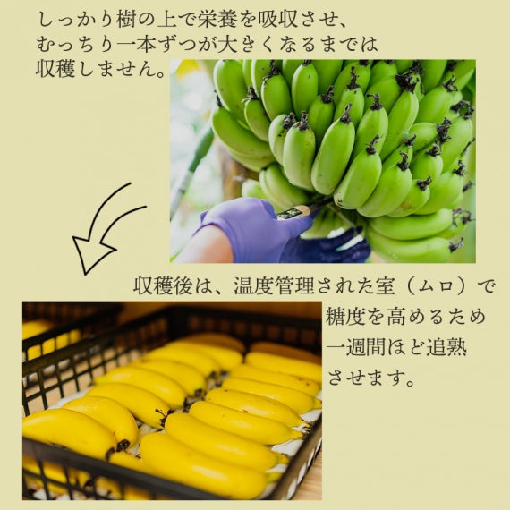 ［産地直送］長崎県島原産　なかなかバナナ5本(段ボール入)