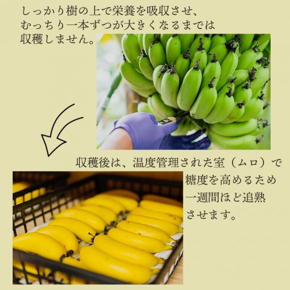 ［産地直送］長崎県島原産　なかなかバナナ1kg（冷凍・段ボール入)