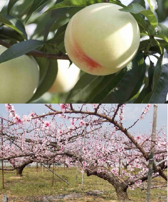 「岡山産最高級の桃」清水白桃 6個～8個（約1.8kg）【お中元2025】【フルーツ】【発送は7/20～7/31まで】