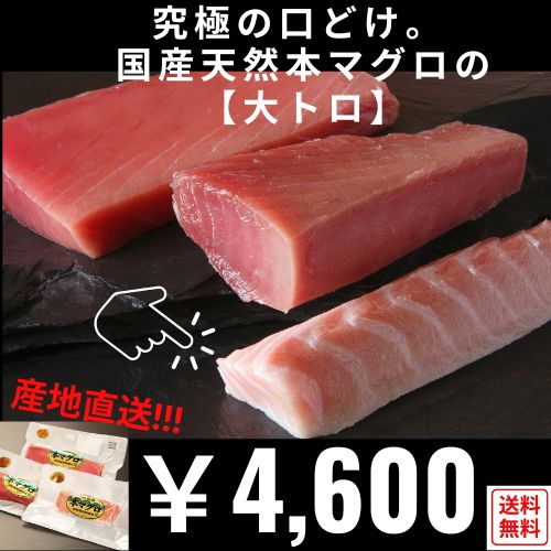 【送料無料】【産地直送】津軽海峡産・本マグロ