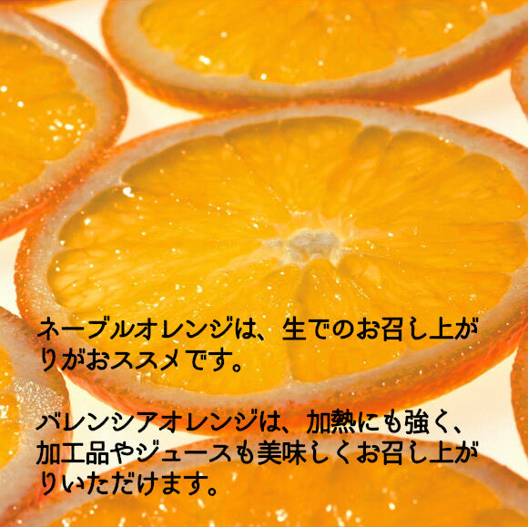 オーストラリア/アメリカ産 オレンジ | 47CLUB – 名産・特産品・ご当地