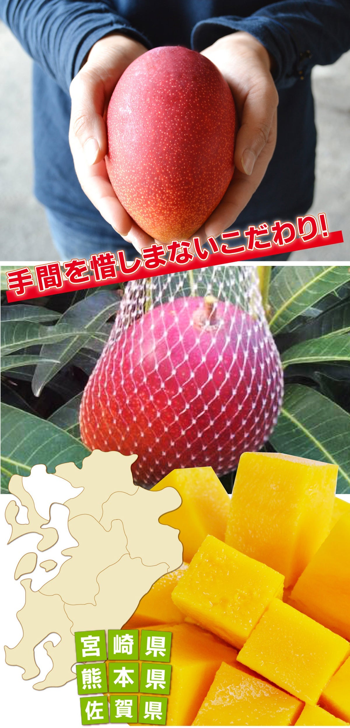 今日の選りすぐりをお届け！【濃厚完熟！】完熟マンゴー≪大玉・中玉選べます≫【お中元2025】【フルーツ】