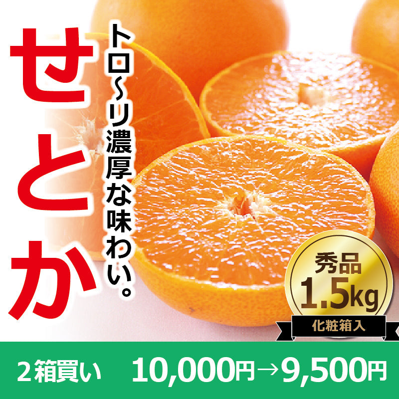 ※今季販売終了※【送料無料】高級ブランドかんきつ「せとか」〈秀品・化粧箱 小〉約1.5kg　※発送は２月中旬～３月中旬予定