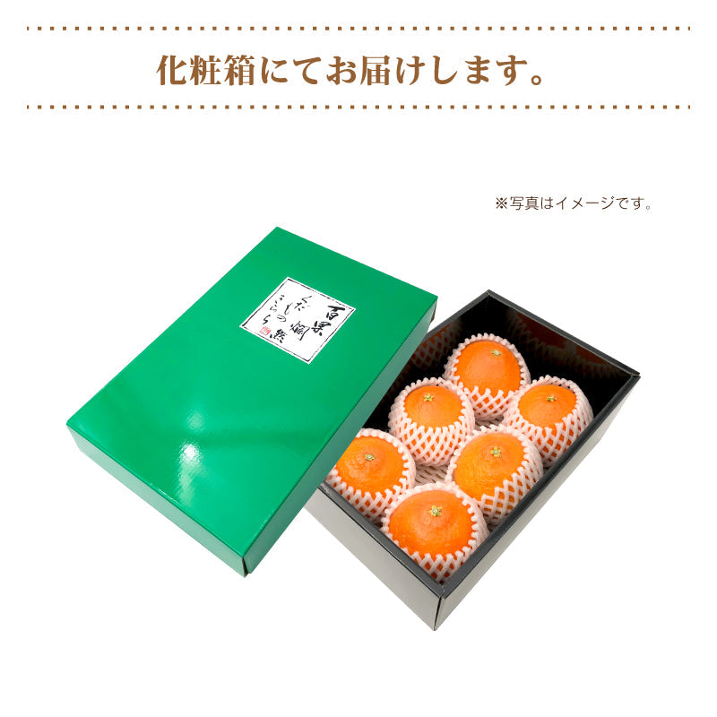 ※今季販売終了※【送料無料】かんきつの最高峰！高級ブランドかんきつ「紅まどんな」〈秀品・化粧箱 小〉約1.5㎏（2L～3L／5～6玉）※贈答用におすすめな2L・3Lのみをお詰めします！