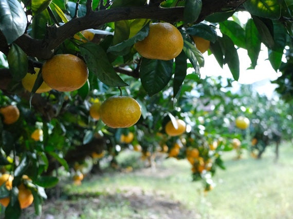 【送料込み】藤村さんの山北みかん2.5ｋｇ秀品（Ｍサイズ）