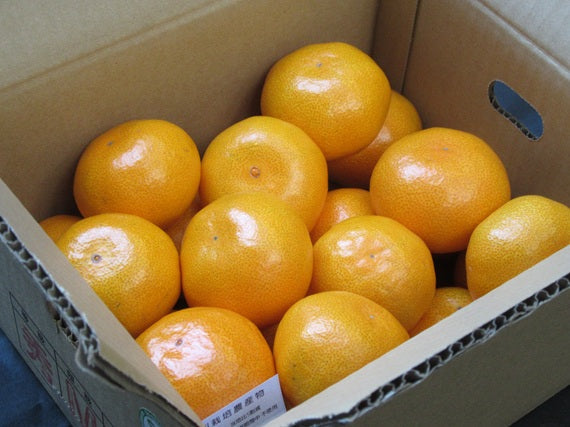 【送料込み】藤村さんの山北みかん2.5ｋｇ秀品（Ｍサイズ）