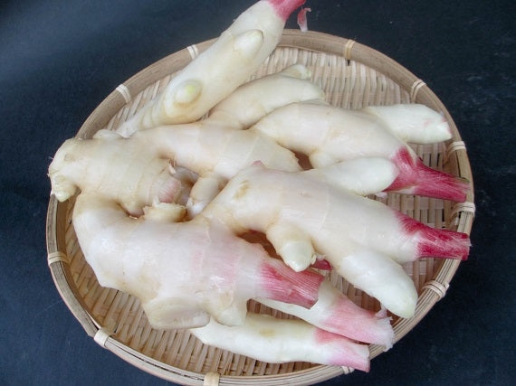 最終セール【送料込み】 高知市春野町産　高橋さんの新生姜　２ｋｇ