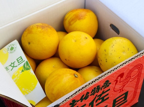 【送料込み】土佐市産　三宮さんの訳あり文旦１０ｋｇ(２L～４Lサイズ）