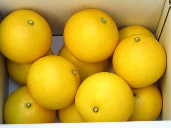 数量限定【送料込み】　宿毛産　吉村さんの土佐文旦　Lサイズ（5ｋｇ）