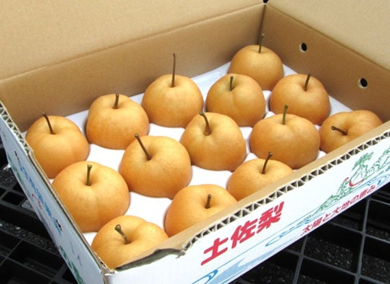 数量限定【送料込み】高知産　森沢梨園　豊水梨５kｇ（１１玉～１２玉）
