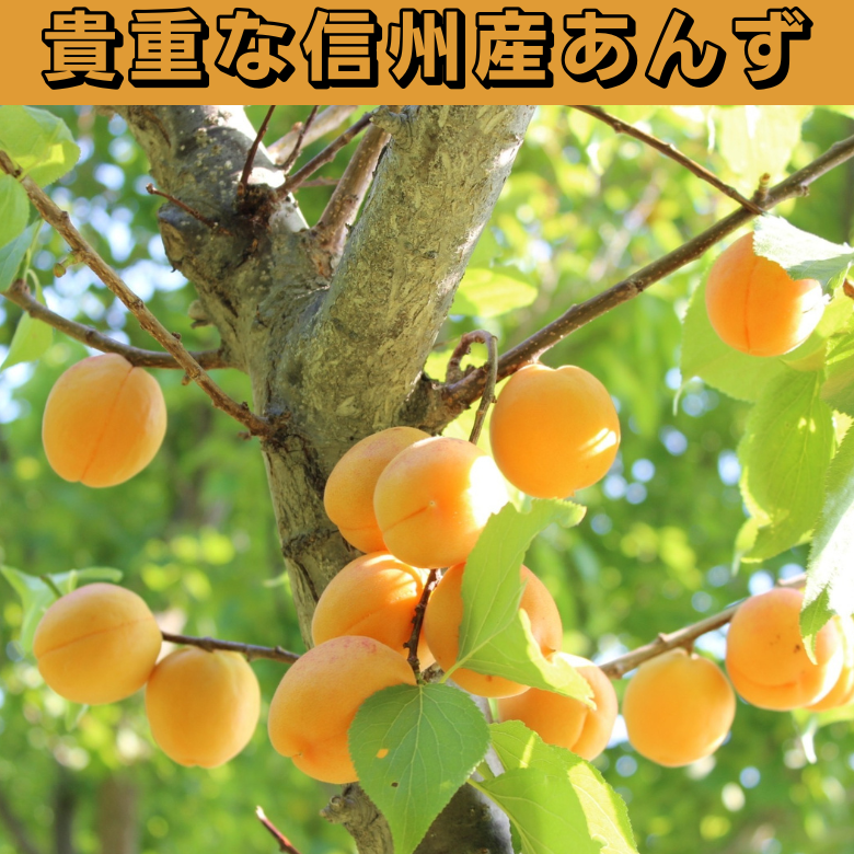 【11月～3月期間限定】フルーツ洋菓子部門★チョコレート部門★人気ランキング1位獲得！【杏専門店が作る大人の杏ビターチョコレート】【スイーツ】