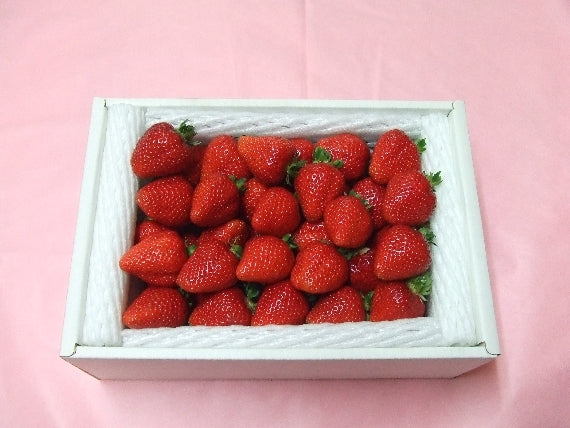 岡山県産　真っ赤な大粒いちご 箱入り(約900g）★凝縮されたジューシーな美味しさが最高です！