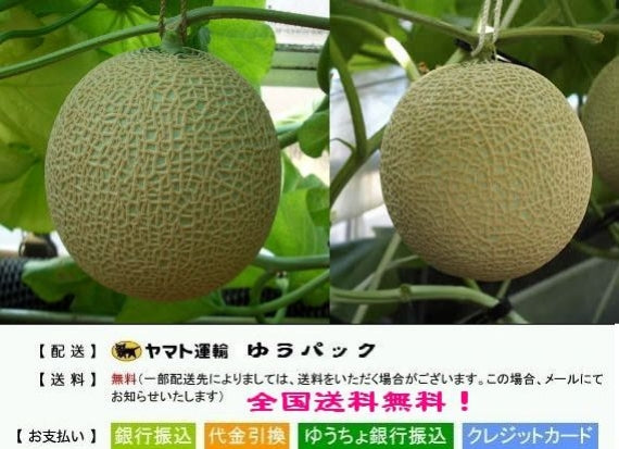 マスクメロン（アールス種）１個入り（1.5㎏）九州・高知・岡山産「マスクメロンは、王様」　★送料無料！