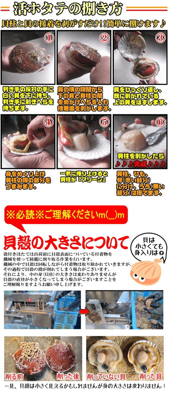 【送料無料】青森県むつ湾産 最高級活ほたて Lサイズ6kg（42枚～60枚）剥きへら付【のし対応】【カニ・鮮魚・魚介類】