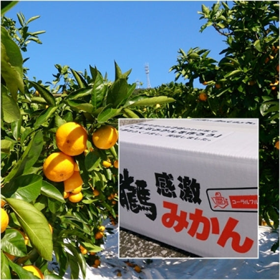 10/15より【お手頃ギフト用厳選】（送料無料一部地域除く）マルチフィルム栽培の【龍馬感激マルチみかん３キロ箱：30～40個】