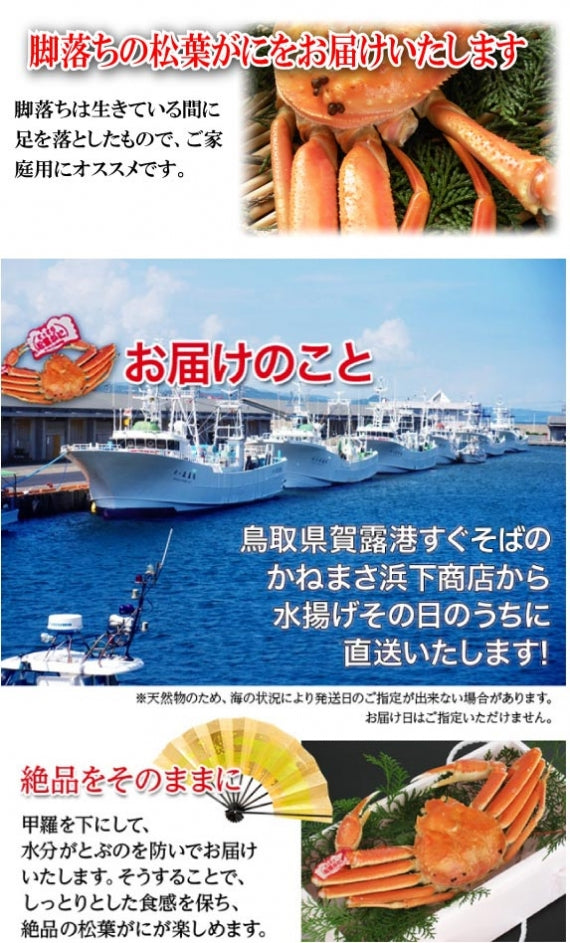 【先行ご予約販売】【鳥取賀露港直送】　松葉がに（オチ特々大・ボイル) 900g以上