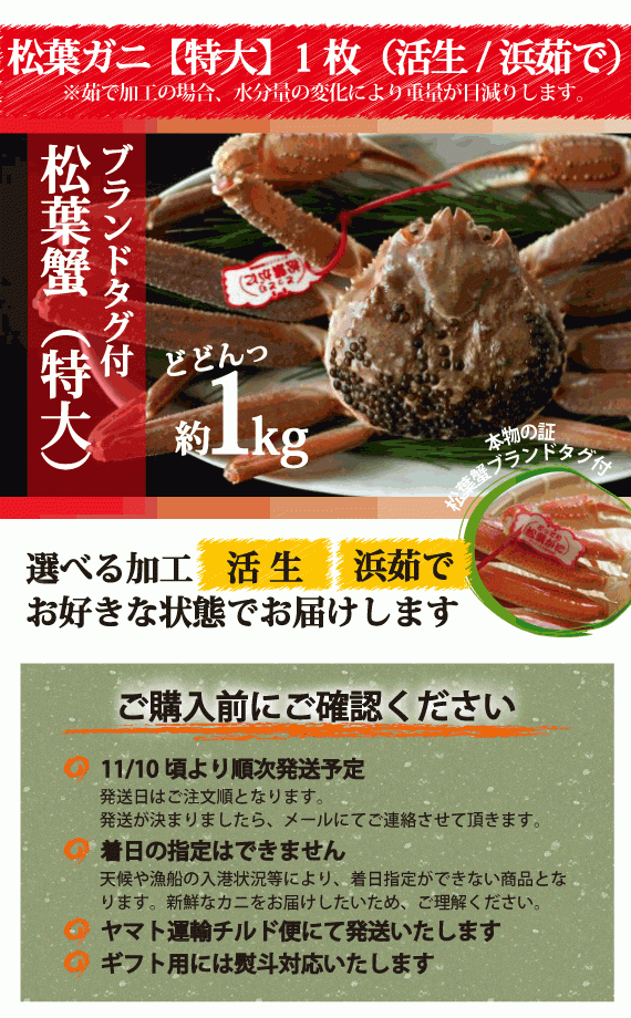 松葉ガニ漁解禁！　松葉ガニ　特大サイズ約1kg タグ付【生／茹で】