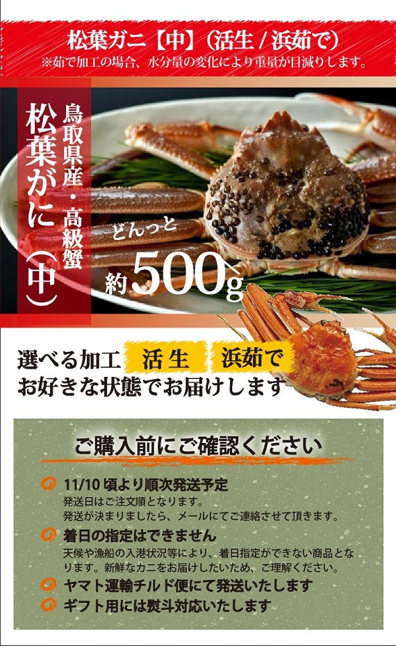 松葉ガニ漁解禁！　松葉ガニ　中サイズ500g タグ付　【生／茹で】