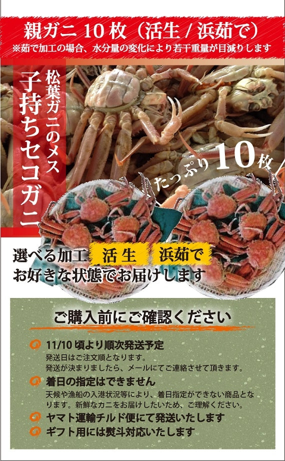 松葉ガニ漁解禁！　親ガニ（セコガニ）10枚セット【生／茹で】