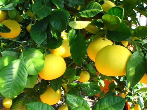 みかん　高知産「小夏・ニューサマーオレンジ」 　L～2L（5㎏）まっこと旨い！ 南国の太陽を浴びて育った甘くて新鮮な柑橘