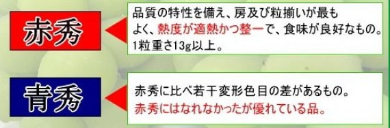 予約販売！「岡山特産」桃太郎ぶどう【青秀】1房（約700g）皮まで食べれてしかも種なし！【発送は８/20日から】