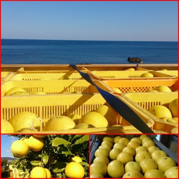 【食べ応え有りのでっかい土佐文旦】：4㎏4Lサイズ6個入り（送料込み一部地域を除く）