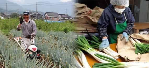 【送料込み】鳥取・田中農場の白ねぎ2kg 甘くてジューシー 歯触り柔らかな特別栽培白ねぎ