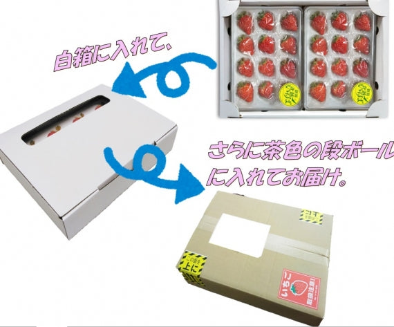 【送料込・日付指定不可】新潟のブランド苺「越後姫」　Lサイズ15粒　　イチゴ　苺　新潟ブランド　プレゼント　贈答　贈り物　母の日　入学祝　もらって嬉しい　送料込　　
