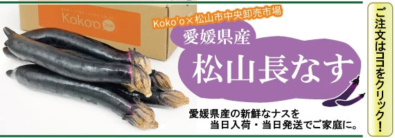 【※今季完売いたしました※】旬！とうもろこし　【２Lサイズ：８本入り】