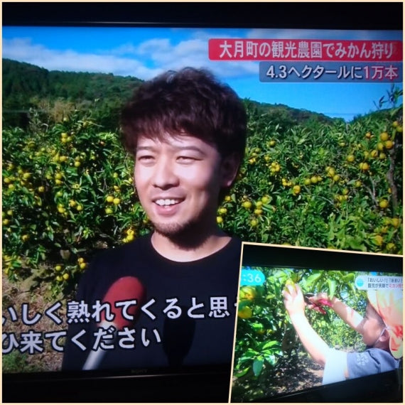 【お試し】【見かけにこだわらない：龍馬感激みかん(家庭用2キロ）】：ノーワックス【送料無料一部地域を除く】【お試し】【フルーツ】