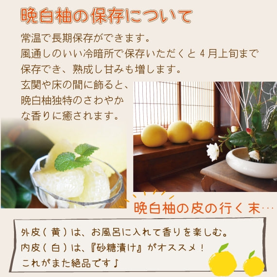 【送料無料】熊本特産品 八代地区氷川町産"晩白柚"(ハウス物) Lサイズ2玉＝今シーズンの販売は終了＝