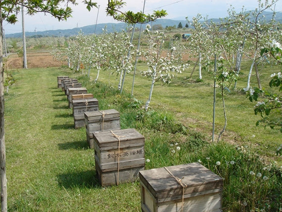 自家採取アカシア蜂蜜卓上450g（はちみつ）信州長野のお土産