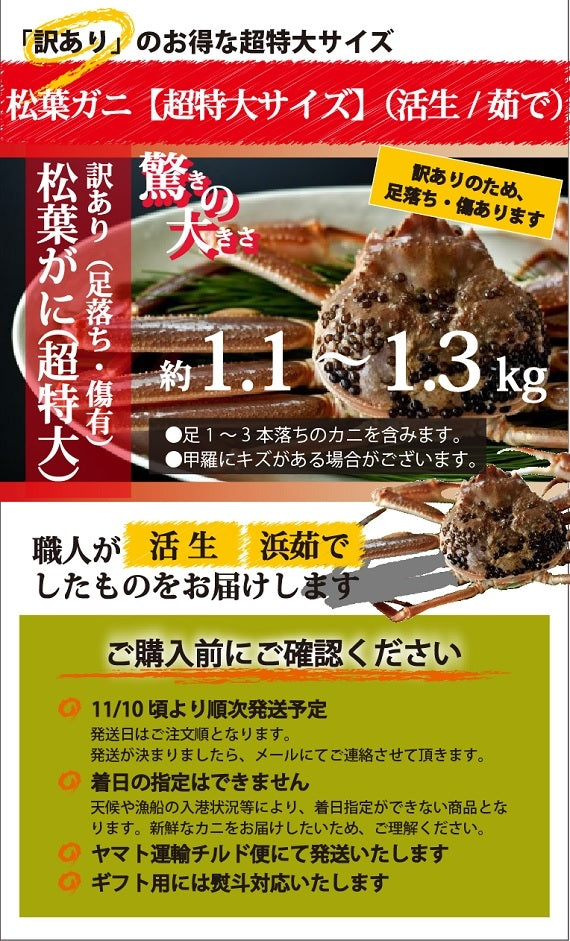 ★訳あり★　お得な松葉ガニ超特大サイズ（1.1㎏-1.3㎏）【生／茹で】