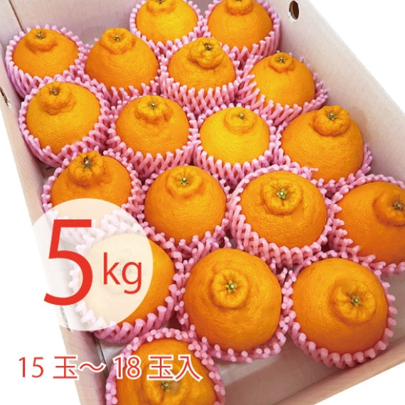 【熊本県産】デコポンと同じ品種5㎏『不知火みかん』(露地物)【今シーズンの販売は終了しました】