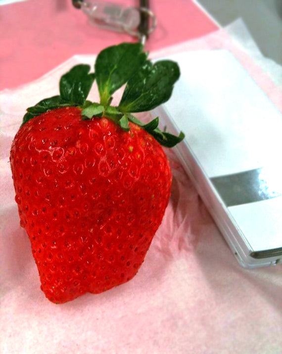 人気NO.1 岡山県産 【真っ赤な大粒いちごビックリバスケット入り】約900g★凝縮されたジューシーな美味しさが最高です！発送は１１月下旬から