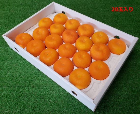 【販売中】「愛媛特産」濃厚な甘さ・深い味わいハウスみかん 20玉(L)・24玉(M)・30玉(S)サイズ指定不可