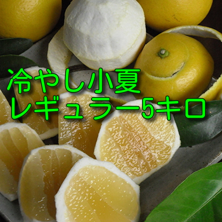 【冷やし小夏】【レギュラー選別】（たっぷり５キロ入り）《送料無料一部地域を除く》【完熟収穫、更に冷やして熟成】