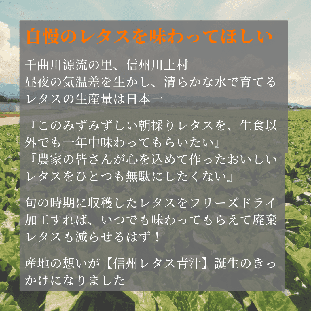 信州レタス青汁 お徳用90g入り　～体の中からすっきりキレイ～